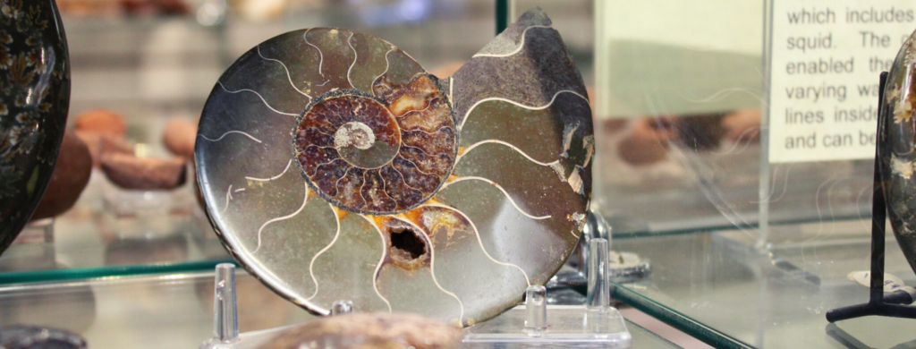 Photo of an Ammonite for sale in our gift shop at this Must See Destination in Wisconsin