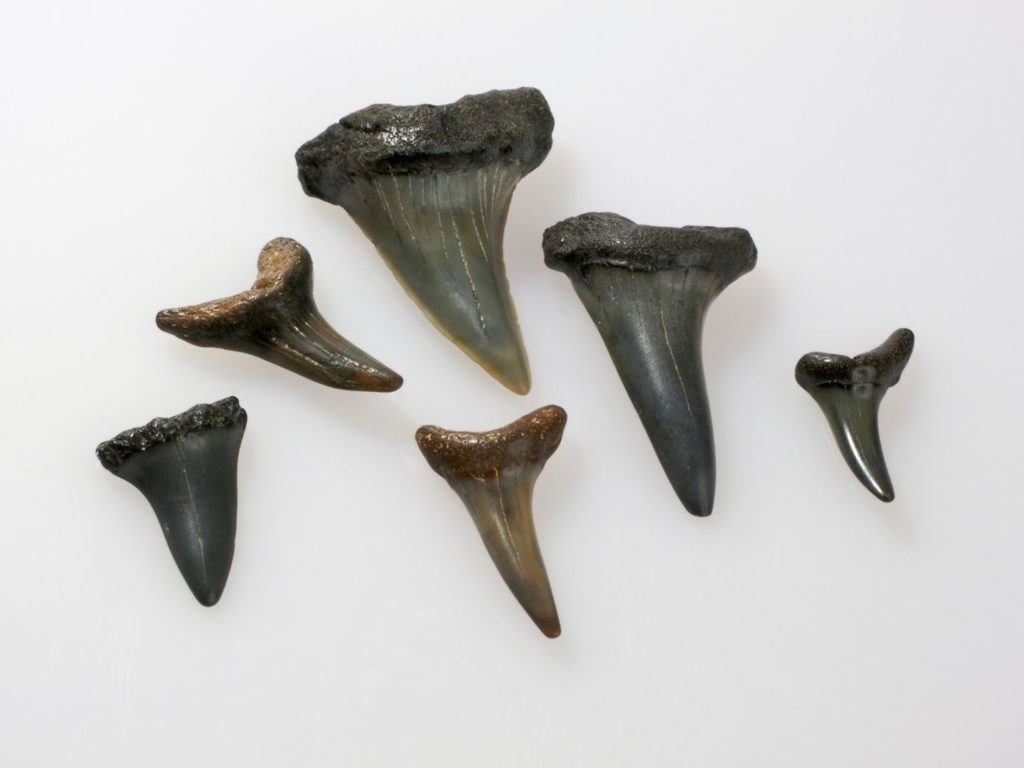 Shark teeth of various sizes