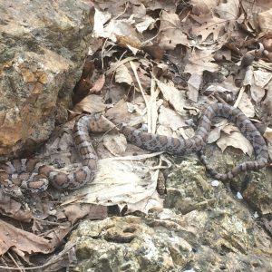 camouflage snake on a bed of leaves