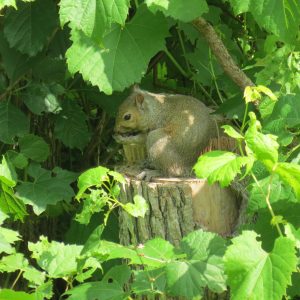 Squirrel on a log in the woods in camouflage