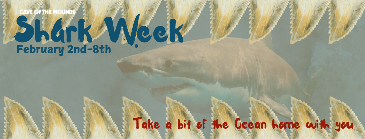 shark week banner